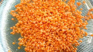 lentilles corail